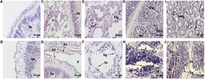 FOXL2 and DMRT1L Are Yin and Yang Genes for Determining Timing of Sex Differentiation in the Bivalve Mollusk Patinopecten yessoensis